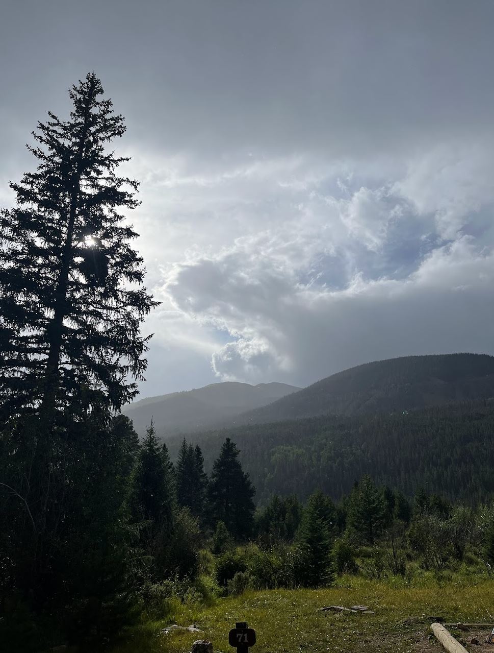 Big pine tree in front left with the mountains behind it with the sun shining through